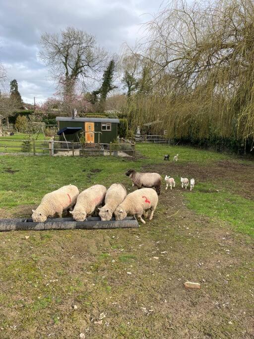 Forest View Shepherd Hut Ewhurst Buitenkant foto